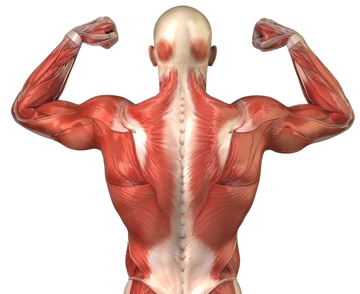 تقویت سیستم عضلانی و اسکلتی بدن